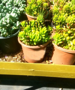 Sedum rubrotinctum Maroc | Orpin Rouge Maroc | Succulente Maroc | عصارية سيدوم في المغرب | عصاريات المغرب