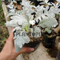 Séneçon cinéraire Maroc | Plante à poil au MAroc | نبات الشعر في المغرب