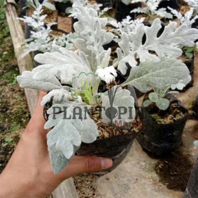 Séneçon cinéraire Maroc | Plante à poil au MAroc | نبات الشعر في المغرب