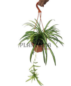 plante araignée MAroc | Chlorophytum Maroc | Phalangère Maroc | Plate Maroc | نبتة العنكبوت في المغرب