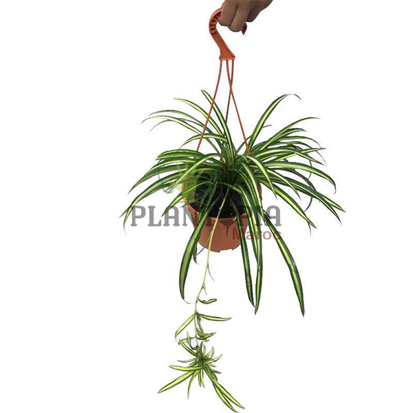 plante araignée MAroc | Chlorophytum Maroc | Phalangère Maroc | Plate Maroc | نبتة العنكبوت في المغرب