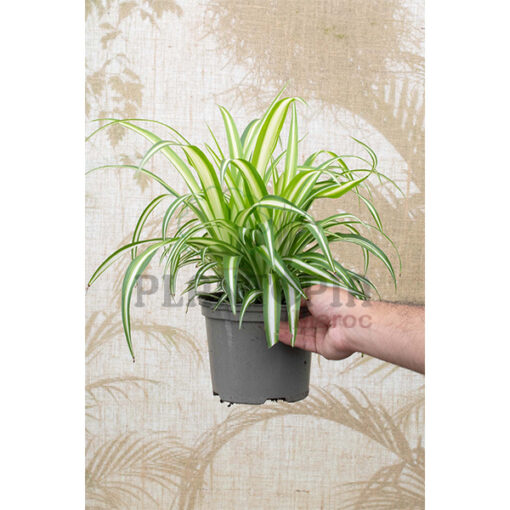 plante araignée MAroc | Chlorophytum Maroc | Phalangère Maroc | Plate Maroc | نبتة العنكبوت في المغرب