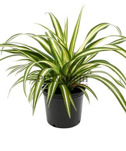 plante araignée MAroc | Chlorophytum Maroc | Phalangère Maroc | Plate Maroc | نبتة العنكبوت في المغرب