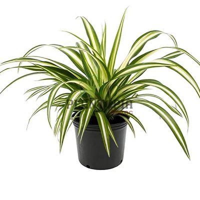 plante araignée MAroc | Chlorophytum Maroc | Phalangère Maroc | Plate Maroc | نبتة العنكبوت في المغرب