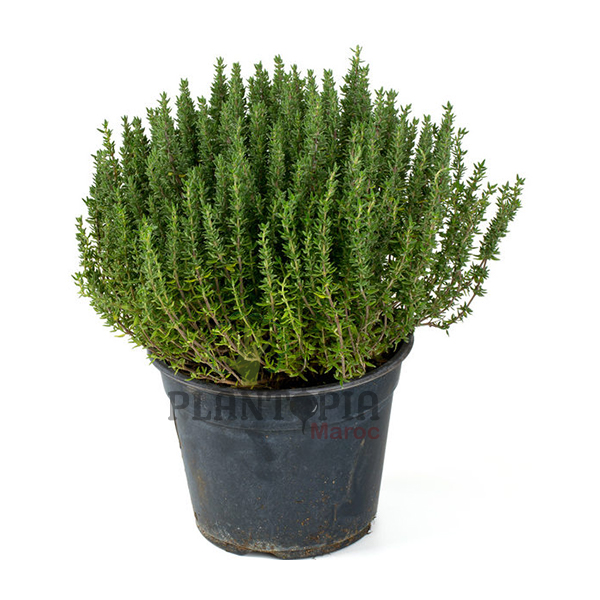 thym Plantopia Maroc Thym Maroc | Thym Plantopia Maroc | jardinerie et pépinière Maroc plantes aromatique | نبات الزعتر في المغرب