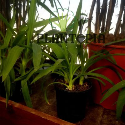 Yucca triple en pot | Yucca Maroc bon prix | نبات اليوكا في المغرب