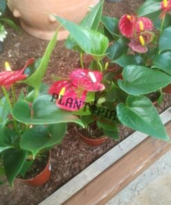 Anthurium Rouge Maroc | Anthurium | نباتات المغرب | نبتة الأنتوريوم في المغرب