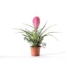 Bromeliad Plantopia Maroc | Tillandsia raquette Maroc | guzmania maroc plantopia | نبتة الغورزمانيا في المغرب | بيع البذور و النباتات في المغرب