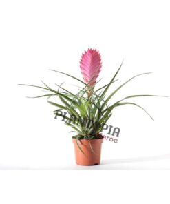 Bromeliad Plantopia Maroc | Tillandsia raquette Maroc | guzmania maroc plantopia | نبتة الغورزمانيا في المغرب | بيع البذور و النباتات في المغرب