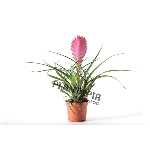 Tillandsia raquette - Bromeliad - Plantopia Maroc