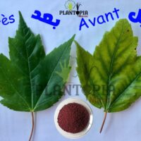 Chélate de fer EDDHA au Maroc | Anti Chlorose Maroc | Fer chelaté Maroc |كلاب الحديد في المغرب | مضاد الكلوروز في المغرب | نقص الحديد لدى النباتات في المغرب