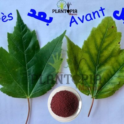Chélate de fer EDDHA au Maroc | Anti Chlorose Maroc | Fer chelaté Maroc |كلاب الحديد في المغرب | مضاد الكلوروز في المغرب | نقص الحديد لدى النباتات في المغرب