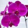 Orchidée papillon au Maroc | Orchidée Phalaenopsis au Maroc | نباتات المغرب | نبتة الأوركيديا في المغرب