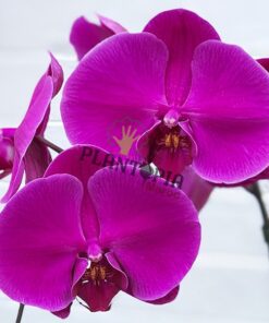 Orchidée papillon au Maroc | Orchidée Phalaenopsis au Maroc | نباتات المغرب | نبتة الأوركيديا في المغرب