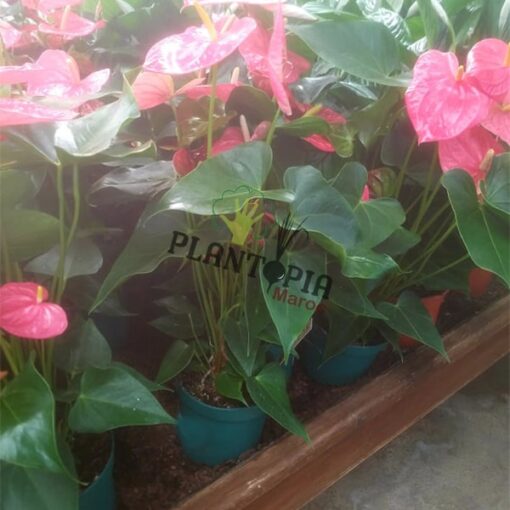 Anthurium Rose Maroc | Anthurium | نباتات المغرب | نبتة الأنتوريوم في المغرب