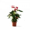 Anthurium Rouge Maroc | Anthurium | نباتات المغرب | نبتة الأنتوريوم في المغرب