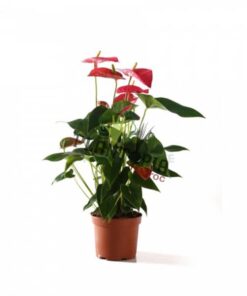 Anthurium Rouge Maroc | Anthurium | نباتات المغرب | نبتة الأنتوريوم في المغرب