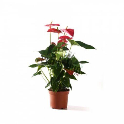 Anthurium Rouge Maroc | Anthurium | نباتات المغرب | نبتة الأنتوريوم في المغرب