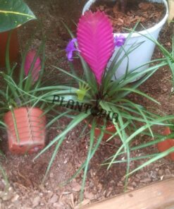 Bromeliad Plantopia Maroc | Tillandsia raquette Maroc | guzmania maroc plantopia | نبتة الغورزمانيا في المغرب | بيع البذور و النباتات في المغرب