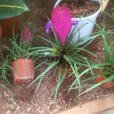 Bromeliad Plantopia Maroc | Tillandsia raquette Maroc | guzmania maroc plantopia | نبتة الغورزمانيا في المغرب | بيع البذور و النباتات في المغرب
