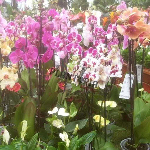 Orchidée papillon au Maroc | Orchidée Phalaenopsis au Maroc | نباتات المغرب | نبتة الأوركيديا في المغرب