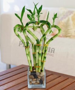 Draceana Lucky bambou Plantopia MAroc | Lucky bamboo Maroc | Draceana Maroc | Deco Maroc | نبتة عصى سيدنا موسى في المغرب | نبتة لاكي بامبو المغرب | مشتل المغرب | بيع النباتات في المغرب | بذور نباتات للداخل و الخارج في المغرب