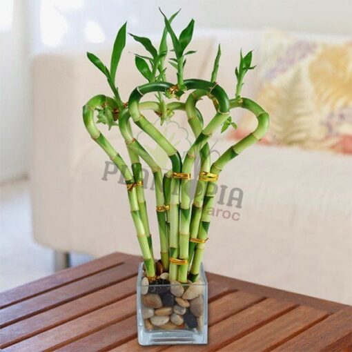 Draceana Lucky bambou Plantopia MAroc | Lucky bamboo Maroc | Draceana Maroc | Deco Maroc | نبتة عصى سيدنا موسى في المغرب | نبتة لاكي بامبو المغرب | مشتل المغرب | بيع النباتات في المغرب | بذور نباتات للداخل و الخارج في المغرب