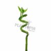 Draceana Lucky bambou Plantopia MAroc | Lucky bamboo Maroc | Draceana Maroc | Deco Maroc | نبتة عصى سيدنا موسى في المغرب | نبتة لاكي بامبو المغرب | مشتل المغرب | بيع النباتات في المغرب | بذور نباتات للداخل و الخارج في المغرب