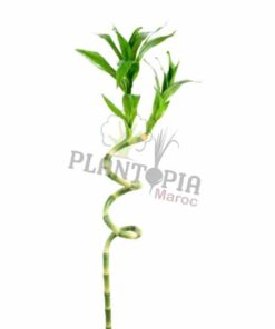 Draceana Lucky bambou Plantopia MAroc | Lucky bamboo Maroc | Draceana Maroc | Deco Maroc | نبتة عصى سيدنا موسى في المغرب | نبتة لاكي بامبو المغرب | مشتل المغرب | بيع النباتات في المغرب | بذور نباتات للداخل و الخارج في المغرب