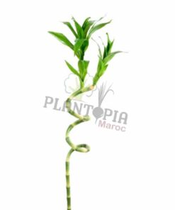 Draceana Lucky bambou Plantopia MAroc | Lucky bamboo Maroc | Draceana Maroc | Deco Maroc | نبتة عصى سيدنا موسى في المغرب | نبتة لاكي بامبو المغرب | مشتل المغرب | بيع النباتات في المغرب | بذور نباتات للداخل و الخارج في المغرب