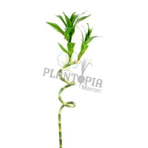 Draceana Lucky bambou Plantopia MAroc | Lucky bamboo Maroc | Draceana Maroc | Deco Maroc | نبتة عصى سيدنا موسى في المغرب | نبتة لاكي بامبو المغرب | مشتل المغرب | بيع النباتات في المغرب | بذور نباتات للداخل و الخارج في المغرب