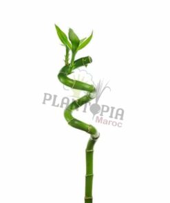 Draceana Lucky bambou Plantopia MAroc | Lucky bamboo Maroc | Draceana Maroc | Deco Maroc | نبتة عصى سيدنا موسى في المغرب | نبتة لاكي بامبو المغرب | مشتل المغرب | بيع النباتات في المغرب | بذور نباتات للداخل و الخارج في المغرب