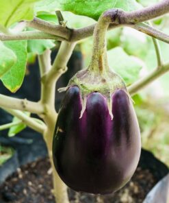 Graines & semences potagères reproductibles d'aubergine back beauty au Maroc [ eggplant seeds in Morocco | seed seller morocco | aubergine black beauty maroc | بذور الباذنجان للزراعة في المغرب | بذور خضروات في المغرب | بذور باذنجان زراعية في المغرب