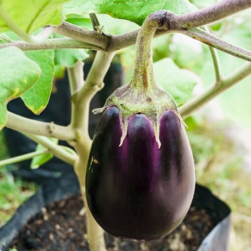 Graines & semences potagères reproductibles d'aubergine back beauty au Maroc [ eggplant seeds in Morocco | seed seller morocco | aubergine black beauty maroc | بذور الباذنجان للزراعة في المغرب | بذور خضروات في المغرب | بذور باذنجان زراعية في المغرب