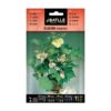 Graines & semences cotonnier d'ornement Maroc | coton Maroc | Graines Coton | Semences Coton | Plante Coton Maroc | بذور نبتة القطن للزينة في المغرب | نبتة القطن في المغرب | بذور لزراعة القطن