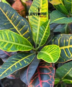 plante croton au Maroc | Vente & achat de plantes tropicales au Maroc | Vente et achat de plantes exotiques au Maroc | Vente et achatde plantes d'intérieur au Maroc | بيع نباتات الكروتون في المغرب