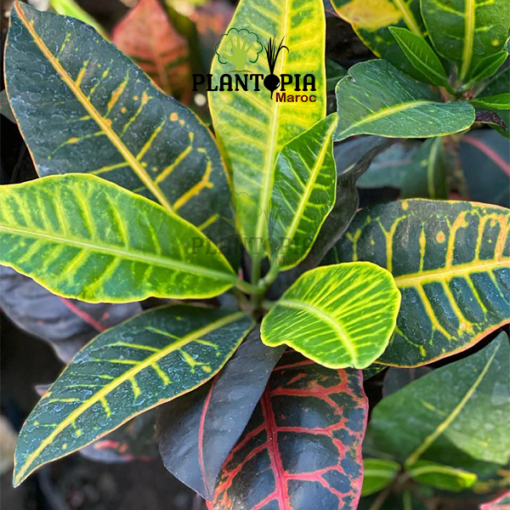 plante croton au Maroc | Vente & achat de plantes tropicales au Maroc | Vente et achat de plantes exotiques au Maroc | Vente et achatde plantes d'intérieur au Maroc | بيع نباتات الكروتون في المغرب