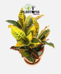 plante croton au Maroc | Vente & achat de plantes tropicales au Maroc | Vente et achat de plantes exotiques au Maroc | Vente et achatde plantes d'intérieur au Maroc | بيع نباتات الكروتون في المغرب