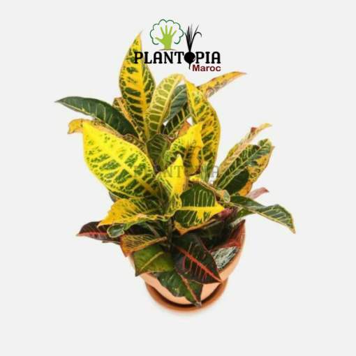 plante croton au Maroc | Vente & achat de plantes tropicales au Maroc | Vente et achat de plantes exotiques au Maroc | Vente et achatde plantes d'intérieur au Maroc | بيع نباتات الكروتون في المغرب