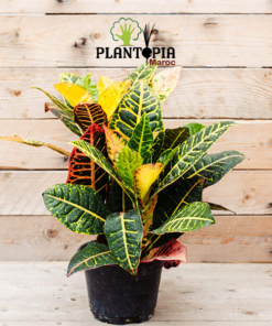 plante croton au Maroc | Vente & achat de plantes tropicales au Maroc | Vente et achat de plantes exotiques au Maroc | Vente et achatde plantes d'intérieur au Maroc | بيع نباتات الكروتون في المغرب