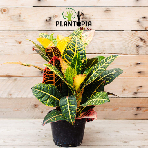 plante croton au Maroc | Vente & achat de plantes tropicales au Maroc | Vente et achat de plantes exotiques au Maroc | Vente et achatde plantes d'intérieur au Maroc | بيع نباتات الكروتون في المغرب