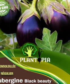 Graines & semences potagères reproductibles d'aubergine back beauty au Maroc [ eggplant seeds in Morocco | seed seller morocco | aubergine black beauty maroc | بذور الباذنجان للزراعة في المغرب | بذور خضروات في المغرب | بذور باذنجان زراعية في المغرب