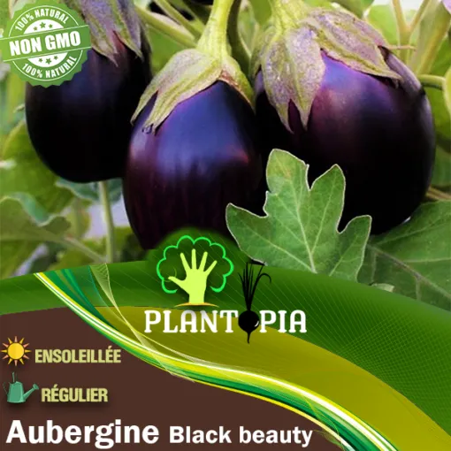 Graines & semences potagères reproductibles d'aubergine back beauty au Maroc [ eggplant seeds in Morocco | seed seller morocco | aubergine black beauty maroc | بذور الباذنجان للزراعة في المغرب | بذور خضروات في المغرب | بذور باذنجان زراعية في المغرب