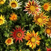 Graines & semences de Gazania Hybride au Maroc | Gazania Maroc | Fleur Maroc | Graines florales au Maroc | Graines de fleurs au Maroc | بذور الجازانيا في المغرب | بذور الغازانيا الهجينة في المغرب