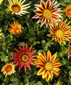Graines & semences de Gazania Hybride au Maroc | Gazania Maroc | Fleur Maroc | Graines florales au Maroc | Graines de fleurs au Maroc | بذور الجازانيا في المغرب | بذور الغازانيا الهجينة في المغرب