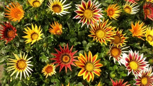 Graines & semences de Gazania Hybride au Maroc | Gazania Maroc | Fleur Maroc | Graines florales au Maroc | Graines de fleurs au Maroc | بذور الجازانيا في المغرب | بذور الغازانيا الهجينة في المغرب