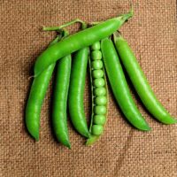 Graines et semences de Petit Pois Nain de Alderman Vainon au Maroc | Semences Pois Maroc | Graines Pois Maroc | Variété ancienne Maroc | بذور لزراعة البازلاء في المغرب | بذور الجلبان في المغرب