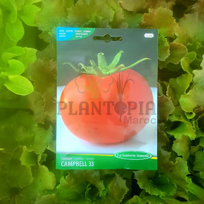 Graines & semences de tomate au MAroc | graines tomate maroc | campbell 33 Maroc | tomate campbell 33 | بذور طماطم للزراعة في المغرب | بذور طماطم زراعية في المغرب | بذور اصناف قديمة من الطماطم في المغرب