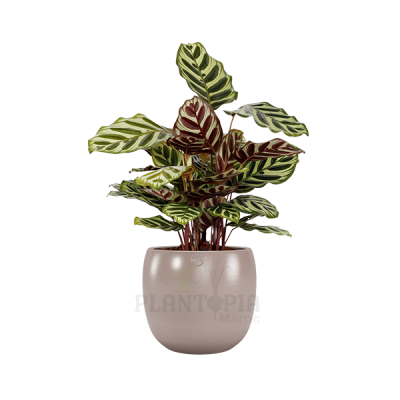 Pot atisanat maroc ceramique poterie rose pink nude pour plantes maroc | pot et cache pot fait main maroc | محبق للنبتات في المغرب | اصيص للنباتات في المغرب | وعاء للنباتات في المغرب | لوازم زراعية في المغرب