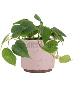 Pot Neria Maroc | Pots for plants morocco | Pot artisanal Maroc | Pot rose Maroc | Pot intérieur Maroc | Pot extérieur Maroc | Plalntopia Maroc | Pot fait à la main Maroc | محبق مصنوع يدويا للنباتات في المغرب | اصيص النباتات في امغرب